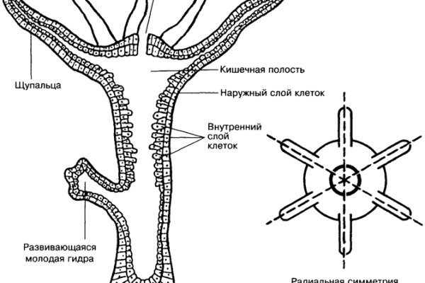 Кракен тор ссылка онлайн